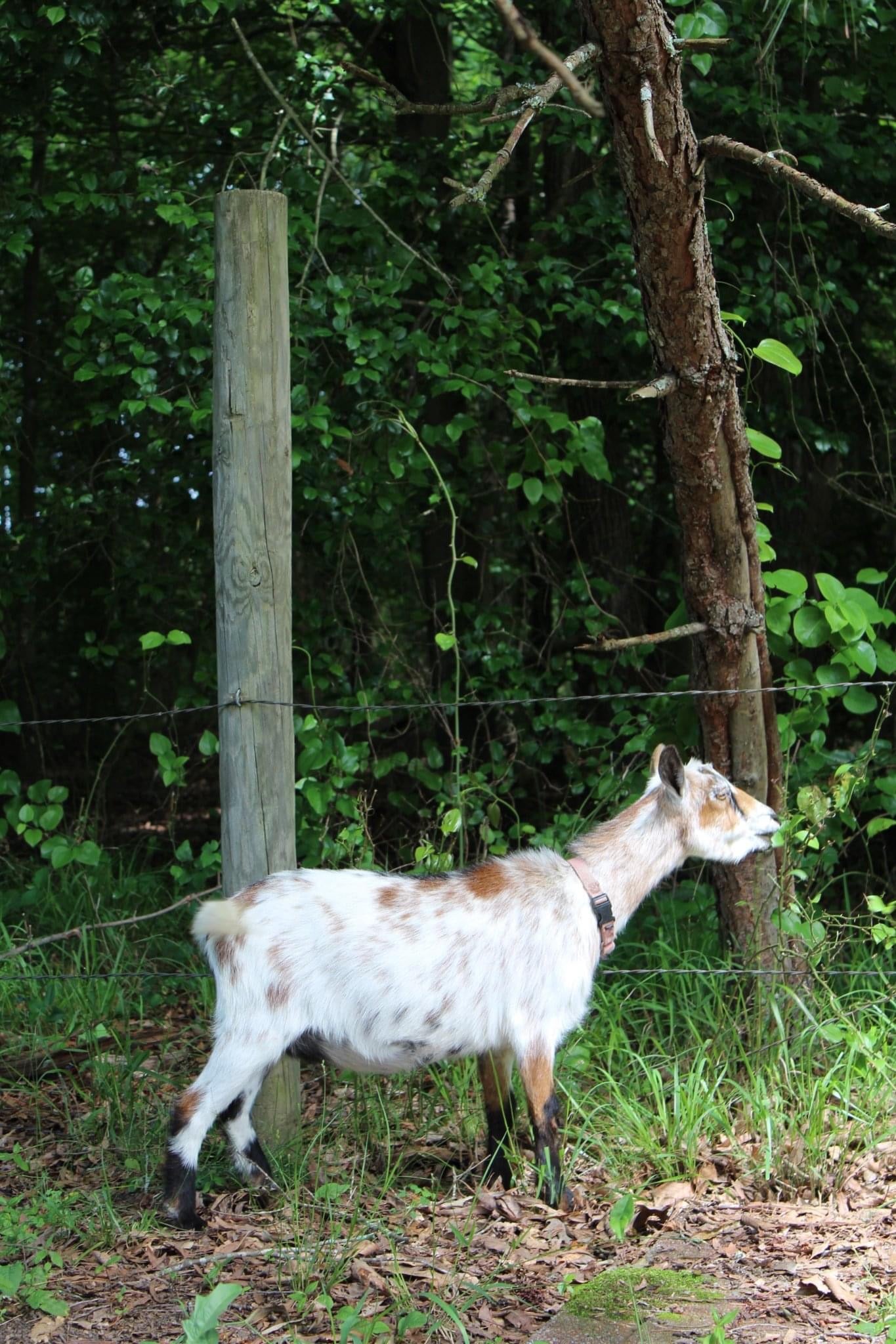 Goat Milk Soap Sampler — Rebels' Roost Farm & Apiary